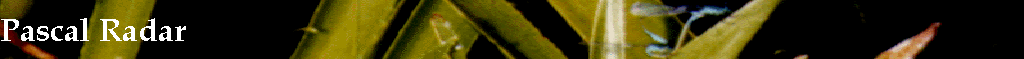 Pascal Radar
