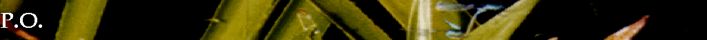 P.O.