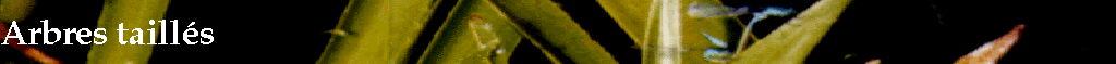Arbres taills