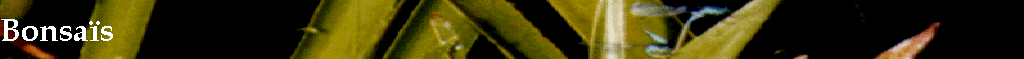 Bonsas
