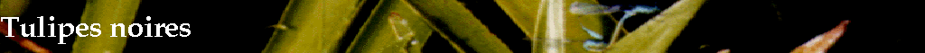 Tulipes noires