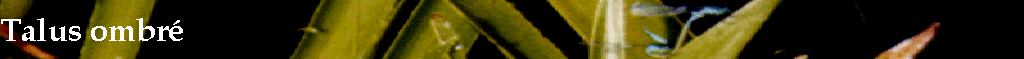 Talus ombr