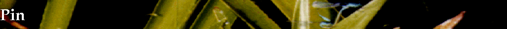 Pin
