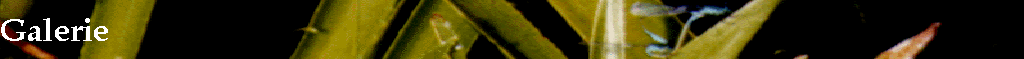 Galerie