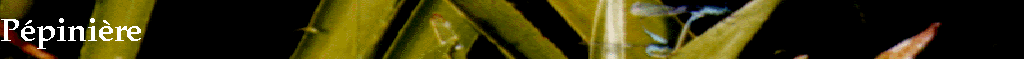 Ppinire