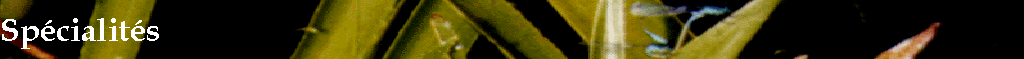 Spcialits